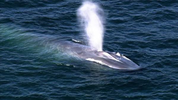 A pod of 15 to 20 blue whales were seen about 3.5 miles off the coast of Redondo Beach on Wednesday, Sept. 15.
