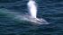 A pod of 15 to 20 blue whales were seen about...
