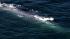 A pod of 15 to 20 blue whales were seen about...