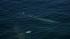 A pod of 15 to 20 blue whales were seen about...