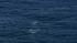 A pod of 15 to 20 blue whales were seen about...
