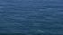 A pod of 15 to 20 blue whales were seen about...