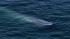 A pod of 15 to 20 blue whales were seen about...
