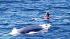 A pod of 15 to 20 blue whales were seen about 3.5 miles off the coast of Redondo Beach on Wednesday, Sept. 15, 2010.