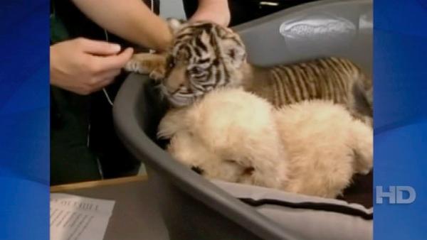 Three-and-a-half-week-old female tiger baby Daseep is presented at the zoo of Frankfurt, central Germany, Wednesday, Oct. 6, 2010. The small tiger was born on Sept. 10, and raised by hand. A brother died right after its birth.