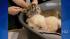Three-and-a-half-week-old female tiger baby...