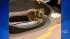 Three-and-a-half-week-old female tiger baby...