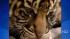 Three-and-a-half-week-old female tiger baby...