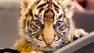 A Sumatra tiger cub made its public debut at the Frankfurt Zoo in Germany on Wednesday.