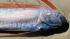 A 12-foot-long bony oarfish typically found in tropical waters washed ashore in Malibu on Sunday, Nov. 28.  Laura Wasserman and her son found the fish and called the California Wildlife Center.