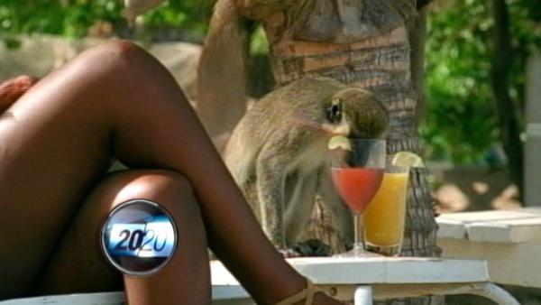 When it comes to understanding the causes and effects of alcohol consumption, scientists say monkeys can have the same problems that humans do.