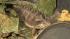 Nine giant horned lizards hatched at the Los...