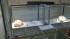 Nine giant horned lizards hatched at the Los...