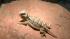 Giant horned lizards are extremely rare in zoos....