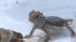 Nine giant horned lizards hatched at the Los...
