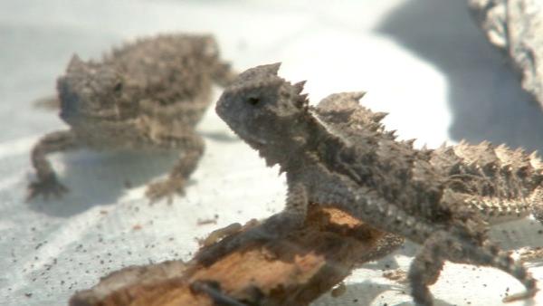 Nine giant horned lizards hatched at the Los Angeles Zoo, which is the first ever hatching in a North American zoo. When they first hatched in November, they were about the size of a nickel. They should grow to 10 inches full size.