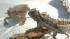Nine giant horned lizards hatched at the Los...