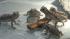 Nine giant horned lizards hatched at the Los...