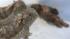 Nine giant horned lizards hatched at the Los...