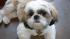 Shih Tzu ranked No. 10 on the American Kennel...
