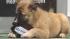 View photos of adorable puppies in action as they take part in Animal Planets 2011 Puppy Bowl, airing Sunday, Feb. 6.