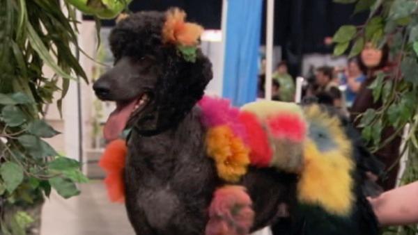 A dog appears at Intergroom's Creative Challenge, an extreme hairstyling competition where dogs are sculpted and colored into pieces of furry art. Extreme grooming brings together 3,000 professional animal groomers from across the globe.