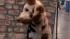 A dog appears at Intergrooms Creative Challenge,...