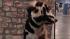 A dog appears at Intergrooms Creative Challenge,...
