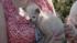 Yoda, a 14-year-old Chinese Crested and...