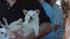 Ratdog, a 14-year-old Chihuahua mix, competes in...
