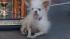 Yoda, a 14-year-old Chinese Crested and...