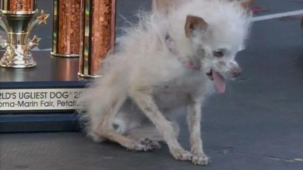 Yoda, a Chinese Crested and Chihuahua mix, competed in the 2011 World's Ugliest Dog Contest on Friday, June 24, 2011, in Petaluma, Calif. Yoda won the competition, which was hosted at the Sonoma-Marin Fair.