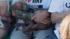 A dog sits on its owners lap during the 2011...