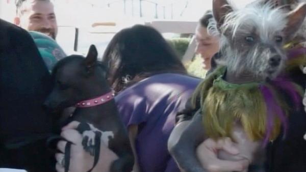 Two dogs compete in the 2011 World's Ugliest Dog Contest on Friday, June 24, 2011, in Petaluma, Calif. at the Sonoma-Marin Fair.