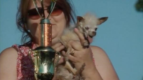 Yoda, a 14-year-old Chinese Crested and Chihuahua mix, competes in the 2011 World's Ugliest Dog Contest on Friday, June 24, 2011, in Petaluma, Calif. Yoda won the competition, which was hosted at the Sonoma-Marin Fair.