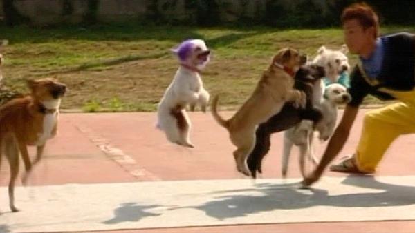 This shows the record for the most dogs skipping on the same rope.