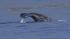 There have already been 134 confirmed whale sightings in the South Bay this month, making it the busiest December in 28 years.