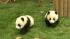 Twelve baby giant pandas are adjusting in their new home in Chinas southwest Sichuan province.