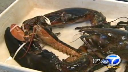 Maine State Aquarium in West Boothbay Harbor is home, temporarily, to a massive lobster that weighs in at a whopping 27 pounds.