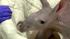 A baby aardvark recently was born at the Brookfield Zoo in Illinois. Zookeepers say only 28 of the South African animals can be found at zoos across North America.
