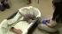 A baby aardvark recently was born at the...
