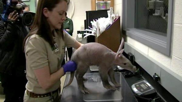 A baby aardvark recently was born at the Brookfield Zoo in Illinois. Zookeepers say only 28 of the South African animals can be found at zoos across North America.