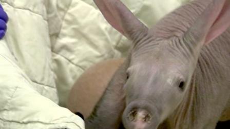 A baby aardvark recently was born at the Brookfield Zoo in Illinois. Zookeepers say only 28 of the South African animals can be found at zoos across North America.