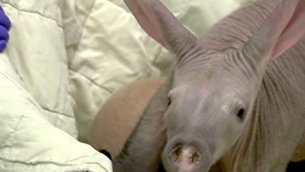 A baby aardvark recently was born at the Brookfield Zoo in Illinois. Zookeepers say only 28 of the South African animals can be found at zoos across North America.