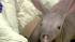 A baby aardvark recently was born at the...