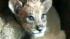 A set of tigon cubs in China are the offspring of a lioness named Mary and her tiger mate.