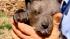 A trio of rare Syrian brown bears made their debut at a South Carolina zoo. See photos of the adorable cubs!