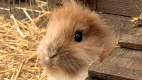 Pinocchio, a 9-month-old bunny, is an unusual attraction in Bennewitz, Germany. He was born healthy, just without ears. Both of his parents are said to have normal ears.
