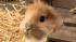 Pinocchio, a 9-month-old bunny, is an unusual...