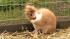 Pinocchio, a 9-month-old bunny, is an unusual...